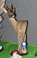 Capriolo